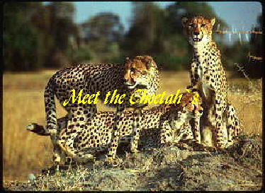 Meet the Cheetah`s